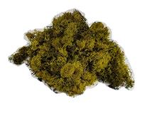 SECCO MUSCHIO NORDICO VERDE BOSCO 500GR