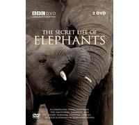 Secret Life Of Elephants