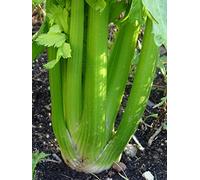 Sedano 'Green Utah' (Apium graveolens) - circa 400 semi