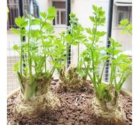 sedano rapa, copertura del terreno balcone con interna 50semi