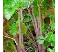 sedano, verdi esotiche biologiche semi di sedano resistenti per giardini rocciosi resistenti in vaso sostenibili semi di in rialzata 2000semi