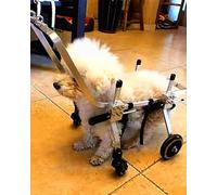 Sedia a rotelle a 4 ruote per cani e gatti, supporto per la mobilità di animali domestici di piccole e grandi dimensioni, supporto per il recupero con maniglia per paralisi, comoda protezione toracica