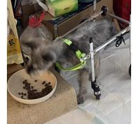 Sedia a rotelle in Alluminio per Cani di Piccola/Media Taglia - Sedia a rotelle per Gatti a 4 Ruote per la Riabilitazione, Ideale per Cani Anziani e disabili (Extra Small)