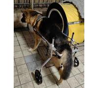 Sedia A Rotelle per Cani da Compagnia di Grandi Dimensioni per Pastore Tedesco Ruote Regolabili per La Riabilitazione della Mobilità Gambe Posteriori Disabili Che Camminano per Cani, L
