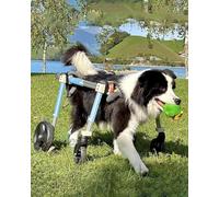 Sedia a rotelle per cani di alta qualità per disabilità della gamba posteriore, leggero, a 4 ruote, per paralisi e debolezza degli arti posteriori, facile da montare, ideale per cani feriti (taglia M)
