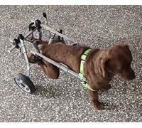 Sedia a rotelle per cani di piccola taglia - Aiuto leggero per la mobilità per supporto ed esercizio delle gambe, ideale per cuccioli e gattini, design migliorato per il comfort