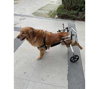 Sedia a rotelle per cani di taglia media e grande, supporto regolabile per la mobilità delle gambe posteriori, carrello per cani disabili, per passeggiate e riabilitazione, ideale per cani feriti