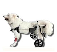 Sedia a rotelle per cani disabili, carrello regolabile per cani e gatti di taglia media, supporto per zampe posteriori in metallo, aiuto riabilitativo per mobilità limitata