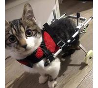 Sedia a rotelle per Gatti per Gambe Posteriori paralizzate, Attrezzatura per camminatore per Sedia a rotelle per Animali Domestici in Alluminio, Carrello con Ruote per addestramento alla ria
