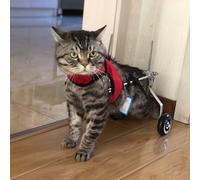 Sedia a rotelle regolabile a 2 ruote per gatto/animale domestico per gamba posteriore paralizzata, carrello per cani piccolo per aiutare la mobilità, leggera, piccola, media e grande