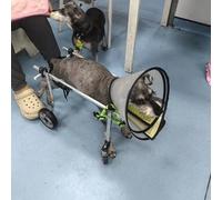 Sedia a rotelle regolabile per cani di piccola e media taglia, leggera, a 4 ruote, per cani e gatti disabili o feriti (taglia L)