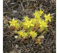 Sedum - copertura del terreno verdi ornamentali giardino 600semi