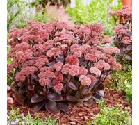 sedum - di selvatici esotici resistenti esterno in vaso balcone 225semi
