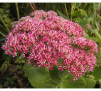 SEDUM EMPEROR'S WAVE Sedum Telephium - 300 Semi Bulk