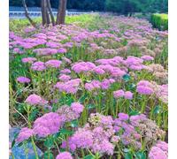 sedum Semi di giardino bonsái interni giardino letti elevati semi estremamente resistenti rocce del balcone 225pcs