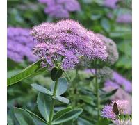 sedum semi giardino rocce resistenti decorazione balcone resistenti decorativi 60pcs