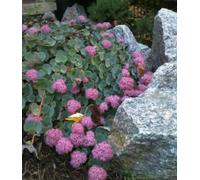 Sedum Sieboldii Variegata - “Seta Giapponese” o Erba Teresina - Pianta Grassa da Esterno o Balcone - Fioritura Autunnale Rosa - FOTO REALI