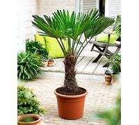 Seed 10pcs a Comune Sacro Areca Seeds Decoration Seeds ONLY