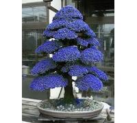 SEED fresco 100PCS Albero di cedro per la semina Blu Seeds ONLY
