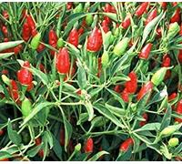 Seed Pack: 30 Seed of Thai Hot - Hot Peppers:Seeds : Package Contains seeds
