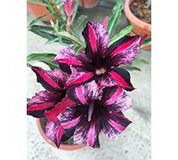 Seed Package: 2 Pink Desert Purple Rose Seeds Adenium Obesum Exotic:Seeds : Package Contains seeds