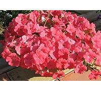 Seed Package: 4g / 50 Seeds of Petunia Raduga : Package Contains seeds