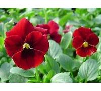 Seed Package: Viola Sorbet XP Red Blotch 1,000 Seeds:Seeds : Package Contains seeds