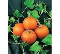 Seed Packet: 10 Seeds of 1A161 Wee-B-Little : Package Contains seeds