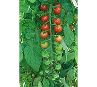 Seed packet: 30 seeds of Dolce 50 Hybrid - Fruity Tomatoes : Package Contains seeds