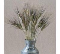 Seed packet: 50-60 seeds of AW50 tip a (Triticum spp.) : Package Contains seeds