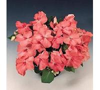 Seed Packet: 50 Seeds of : Package Contains seeds