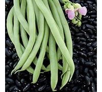 Seed Packet: 50 Seeds of Phaseolus B:packing seeds only