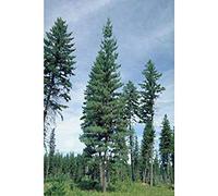 Seed Packet: 50 Seeds of Pine Tree Seeds, Pinus monticola:packing seeds only