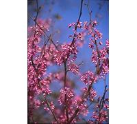Seed packet: 50 seeds of Redbud LF135 (Cercis canadensis) : Package Contains seeds