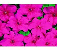 Seed Packet: 50 Seeds of Sun and Shade Lipstick : Package Contains seeds