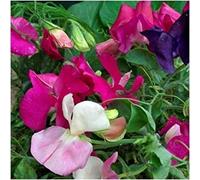 Seed Packet: 50 Seeds Packet, Little Sweetheart Sweet Pea Mix (Lathyrus odoratus) : Package Contains seeds