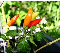 Seed Packet: 60x Tabasco Pepper Seeds | Hot Sauce Chili Pepper: Package Contains Seeds