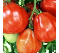 Seed Red Pear pomodoro italiano