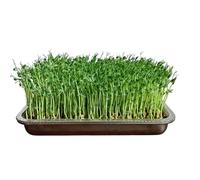 Seedling Starter Vassoio - Stainless Steel Sprout Grow Holder, Large Rustproof Storage | Greens Germination propagator, contenitore per piantagioni di per interni ed esterni, giardino domestico