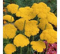Seeds - Achillea drappi d'oro - 25 seeds:packing seeds only
