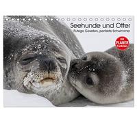 Seehunde und Otter. Putzige Gesellen, perfekte Schwimmer (Tischkalender 2026 DIN A5 quer), CALVENDO Monatskalender: Niedliche Räuber und blitzschnelle Schwimmer aus der Nähe betrachten