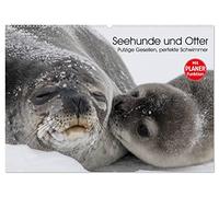 Seehunde und Otter. Putzige Gesellen, perfekte Schwimmer (Wandkalender 2026 DIN A2 quer), CALVENDO Monatskalender: Niedliche Räuber und blitzschnelle Schwimmer aus der Nähe betrachten