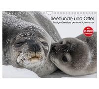 Seehunde und Otter. Putzige Gesellen, perfekte Schwimmer (Wandkalender 2026 DIN A4 quer), CALVENDO Monatskalender: Niedliche Räuber und blitzschnelle Schwimmer aus der Nähe betrachten