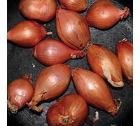 Segall,Ty - Fried Shallots (Mix)