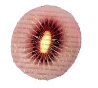 Segnalibro a forma di fetta di frutta, in acrilico, trasparente, per lettura, diario, fai da te, fotografia, regalo per gli amanti dei libri, accessori di cancelleria (#9, 2 pezzi)