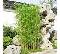 SEIFE Steli di bambù artificiali - Piante di bambù finto per esterni per recinzioni di privacy, albero di finto impermeabile per giardino e grande decorazione murale verde(10 bamboos,1.5m/4.9ft)