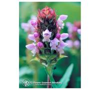 Self Heal Flowers Essences Services 7,4ml