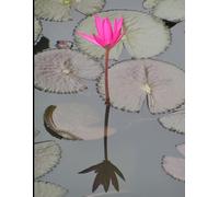 SELF-HELP COMPILATION