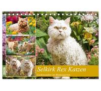 Selkirk Rex Katzen. Lockenzauber im Blumengarten (Tischkalender 2026 DIN A5 quer), CALVENDO Monatskalender: Diese besonderen Katzen erobern mit ihren charmanten Locken den Garten