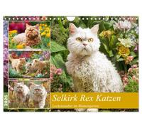 Selkirk Rex Katzen. Lockenzauber im Blumengarten (Wandkalender 2026 DIN A4 quer), CALVENDO Monatskalender: Diese besonderen Katzen erobern mit ihren charmanten Locken den Garten